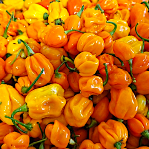 PIMENT HABANERO JAUNE