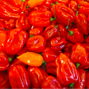 types de piments PIMENT HABANERO ROUGE